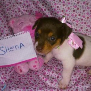 Shena