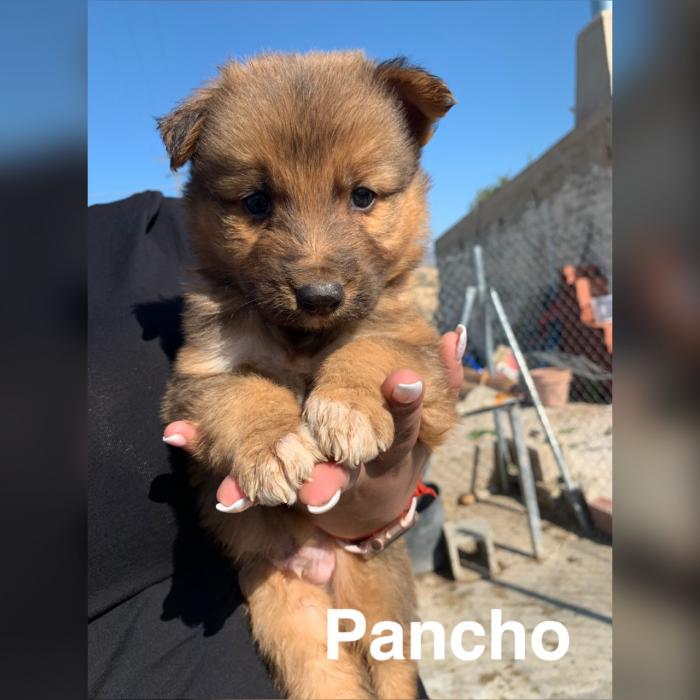 Pancho 