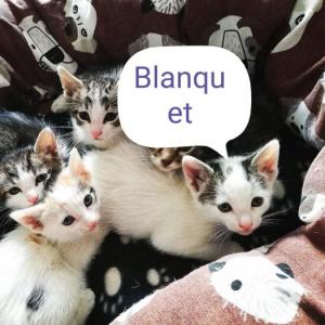 Blanquet